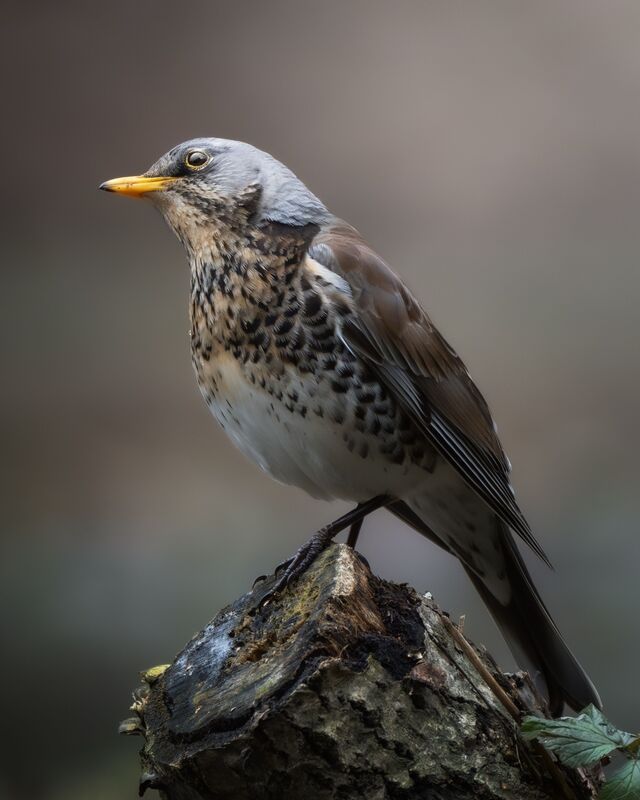 Рябинник (Turdus pilaris) фото превью