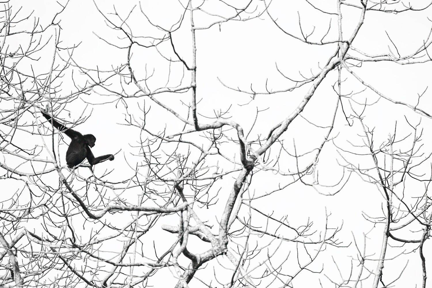 Among the branches. Автор: Abhisek Bagaria , Abhisek Bagaria