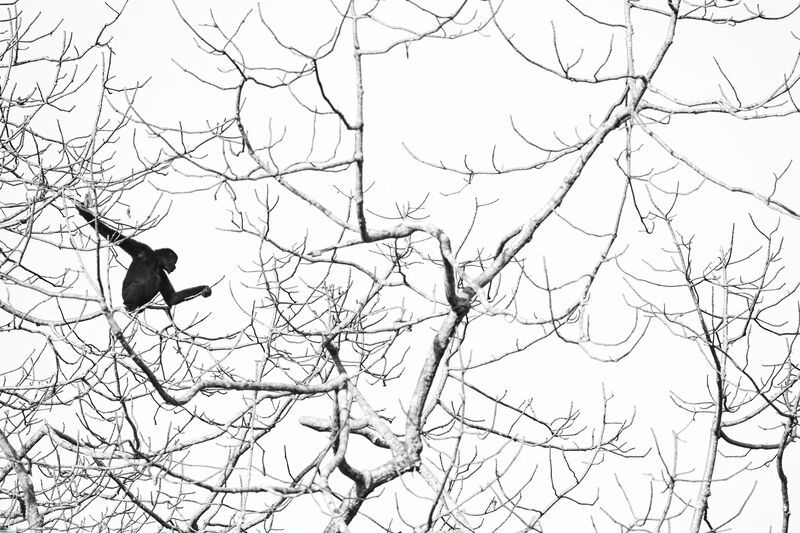 Among the branches фото превью