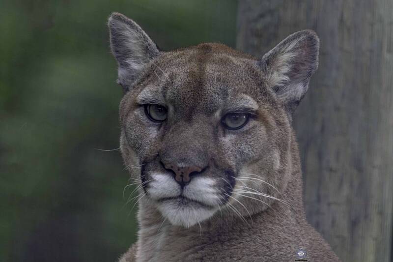 Cougar фото превью