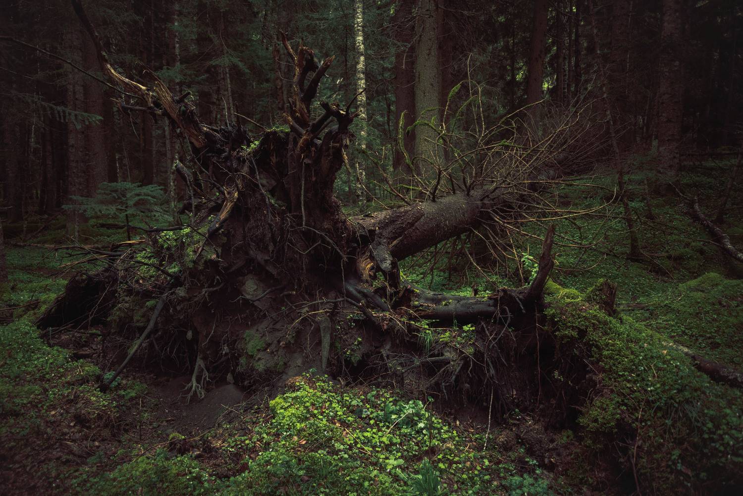forest, landscape, caucasus, архыз, кавказ, лес, Бугримов Егор