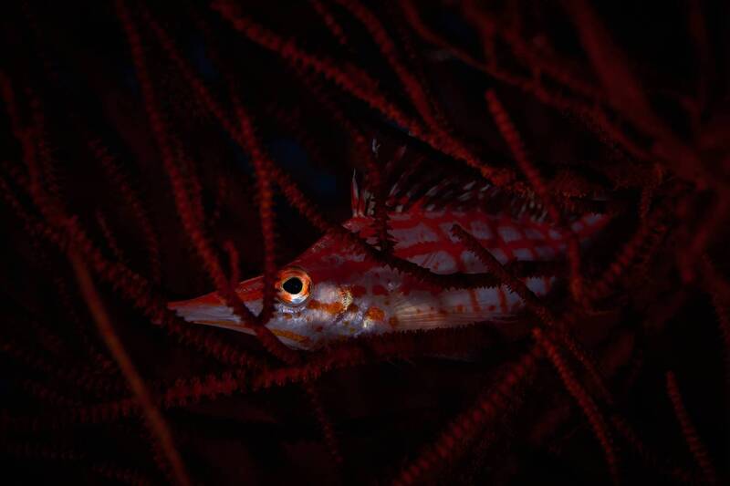 Длиннорылый кудрепер / Longnose hawkfish фото превью