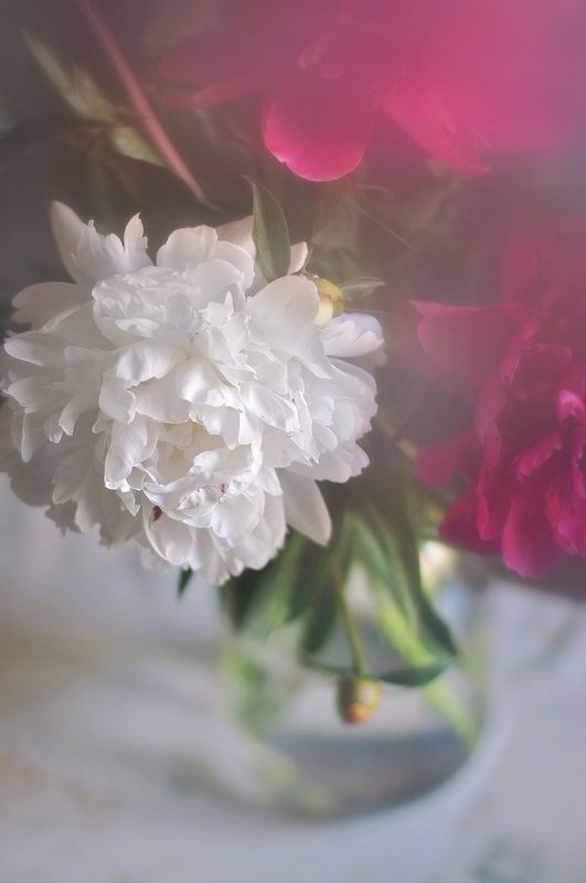 цветы, лето, пионы, букет, настроение, утро, мягкий свет, summer, soft light, morning Сладкий дух июньского пиона фото превью