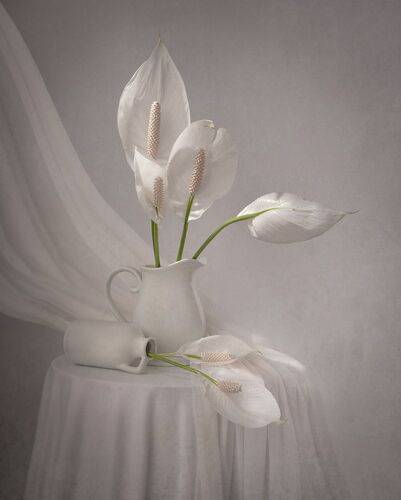 Lilies