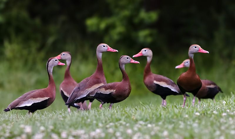 black-bellied whistling duck, утка, duck, birds, wild, птицы, дикие птицы Black-Bellied Whistling Duck - Чернобрюхая свистящая Утка фото превью
