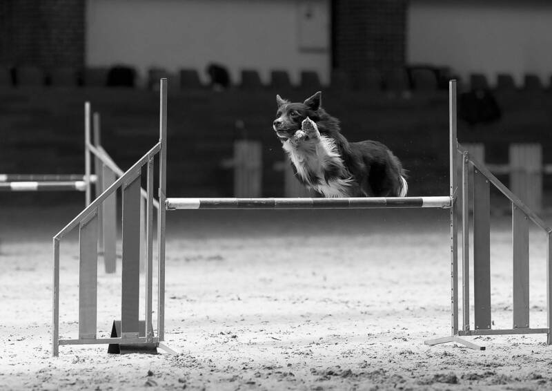 спорт, собака, соревнования, аджилити, competition, dog, movement, sport В полёте к победе фото превью