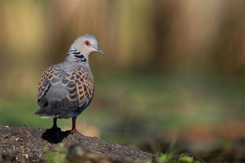 turtle dove, european turtle dove, streptopelia turtur, dove, bird, wildlife, nature, wild bird, bird portrait, songbird, rare bird, threatened species, european bird, feathers, plumage, woodland bird, close up, natural habitat, wildlife photography, natu Last Light фото превью