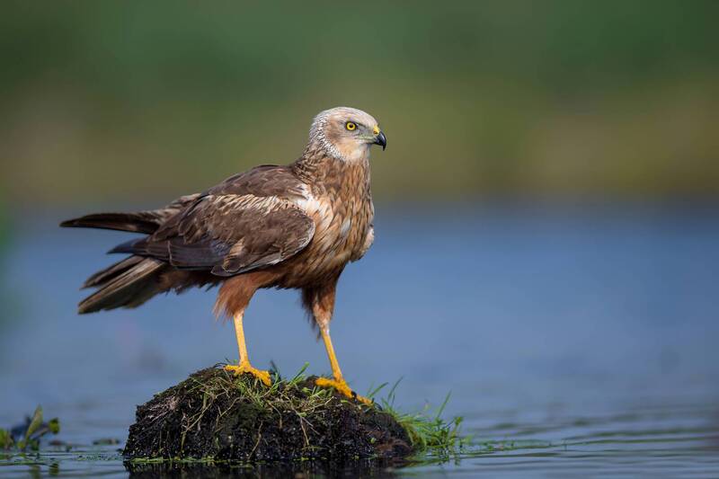 western marsh harrier, marsh harrier, circus aeruginosus, raptor, bird of prey, harrier, wildlife, nature, wetland, marsh, water, predator, wild bird, bird portrait, hunting bird, avian predator, nature photography, wildlife photography, european bird, or Marsh King фото превью