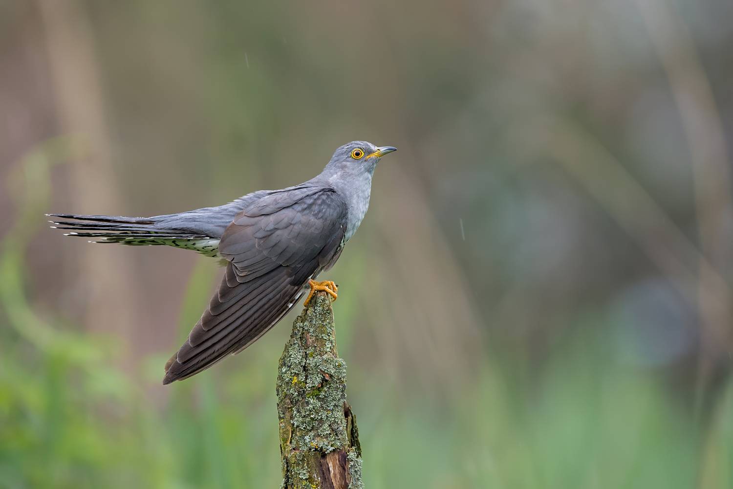 common cuckoo, cuckoo, cuculus canorus, bird, wildlife, nature, wild bird, bird portrait, songbird, european bird, spring, rain, rainy day, yellow eye, perch, natural habitat, woodland bird, nature photography, wildlife photography, ornithology, birdwatch, Kwasek Damian