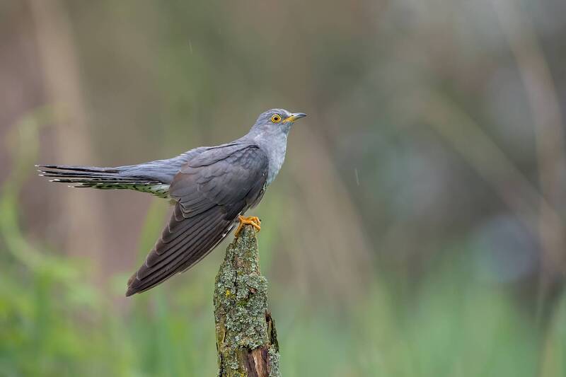 common cuckoo, cuckoo, cuculus canorus, bird, wildlife, nature, wild bird, bird portrait, songbird, european bird, spring, rain, rainy day, yellow eye, perch, natural habitat, woodland bird, nature photography, wildlife photography, ornithology, birdwatch The Call of Spring фото превью