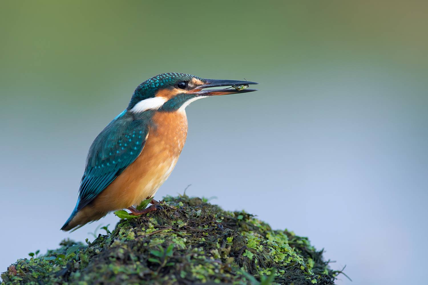 The Catch. Автор: Kwasek Damian common kingfisher, kingfisher, alcedo atthis, bird, wildlife, nature, wild bird, fishing bird, fish, prey, predator, bird portrait, colorful bird, blue bird, orange plumage, freshwater, river bird, wetland bird, nature photography, wildlife photography, b, Kwasek Damian