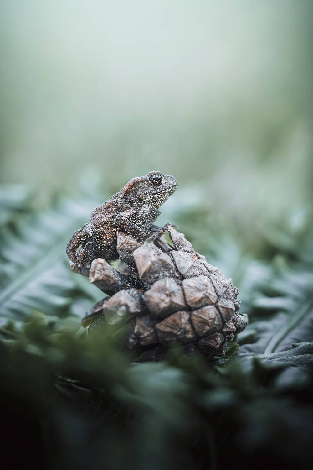 макро, macro, природа, лягушка, лето, 2026, Сергей Белокуров