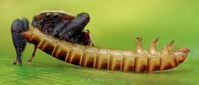 Rhene flavicomans фото превью