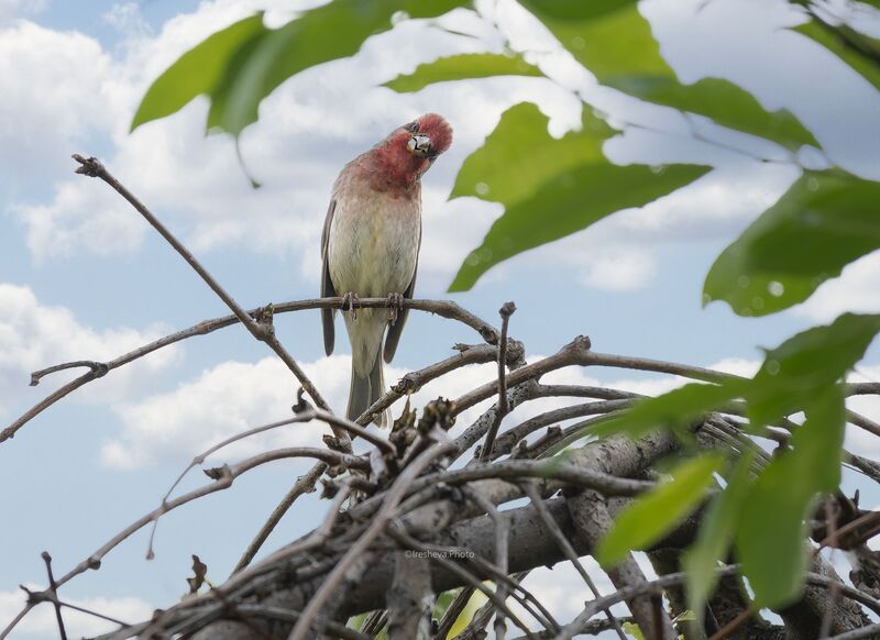 Чечевица, bird Ищущий Виктора фото превью