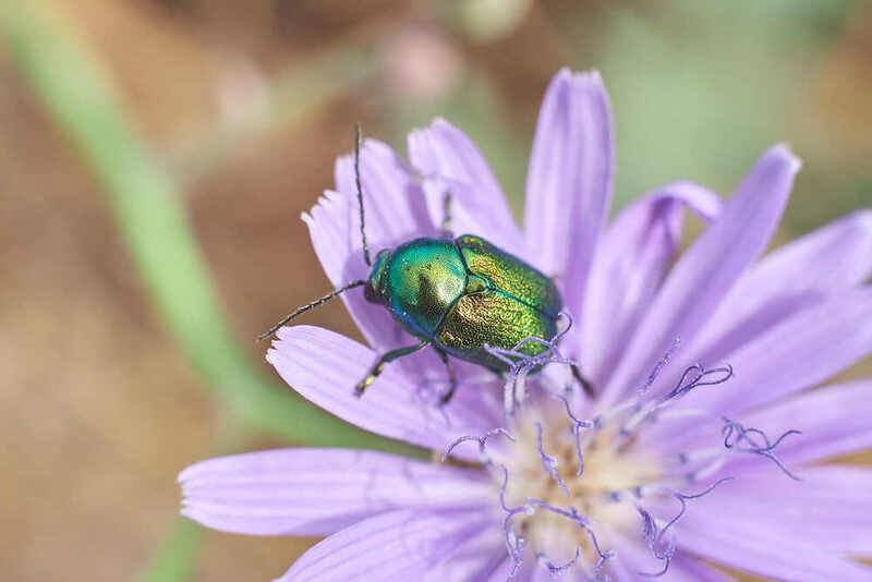 Cryptocephalus sericeus, скрытоглав шелковистый Cryptocephalus sericeus фото превью