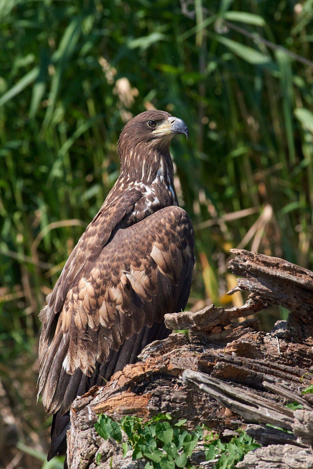Haliaeetus albicilla, Орлан-белохвост, Павел Сторчилов