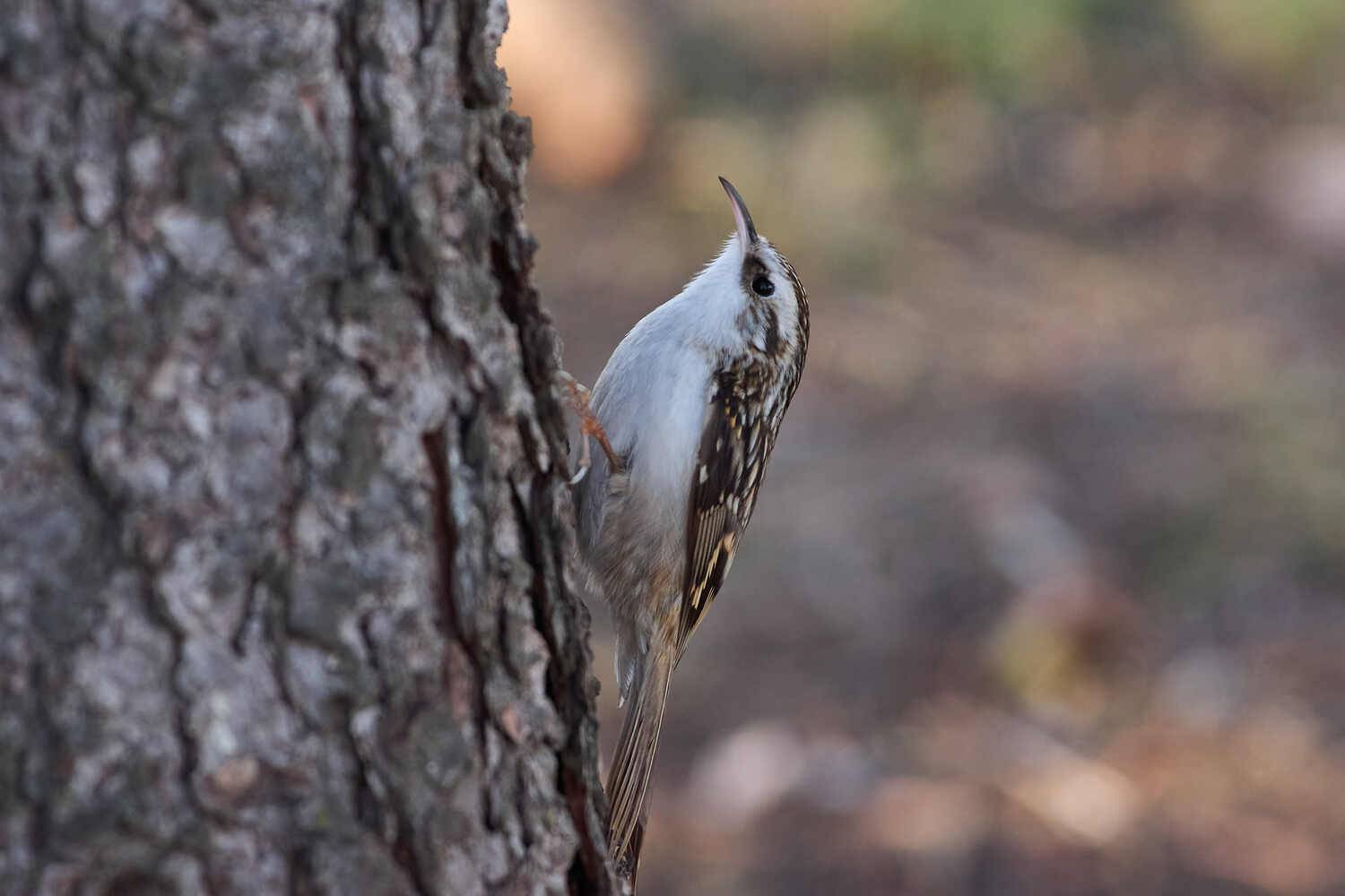 Certhia familiaris, пищуха, Павел Сторчилов