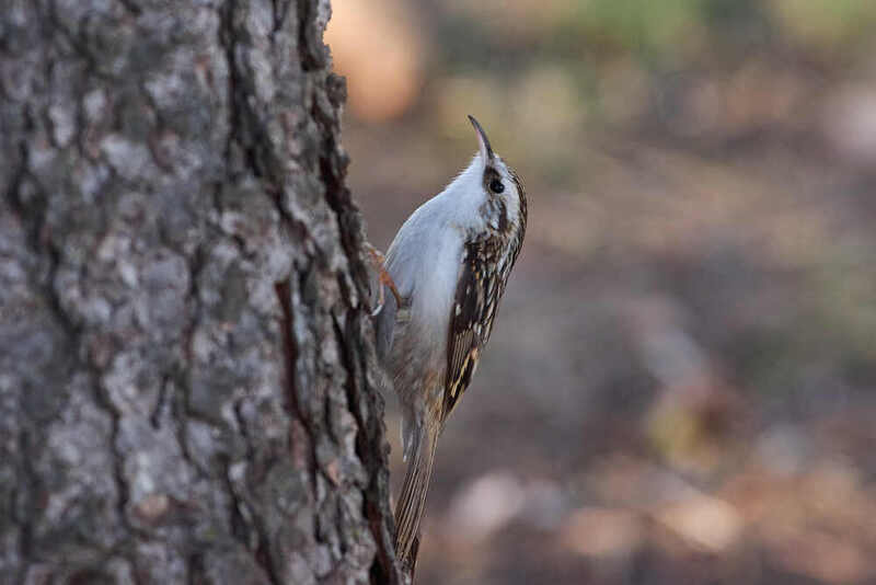 Certhia familiaris, пищуха Certhia familiaris фото превью