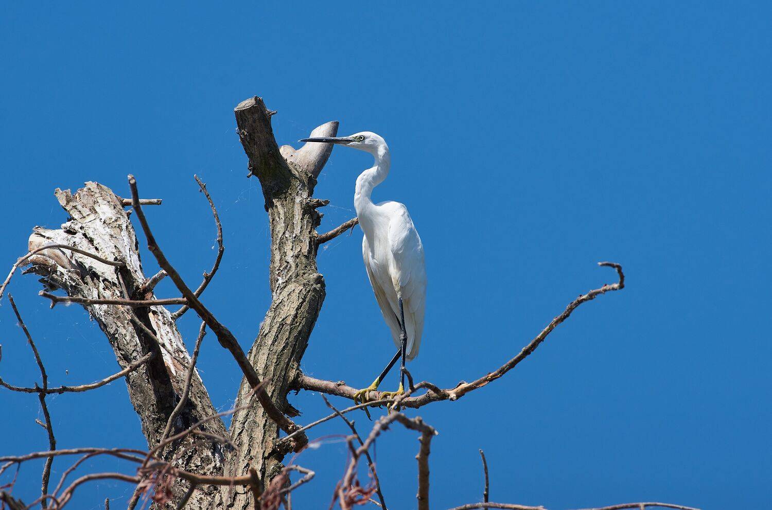 Egretta garzetta, Малая Белая Цапля, Павел Сторчилов