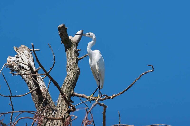 Egretta garzetta, Малая Белая Цапля Egretta garzetta фото превью