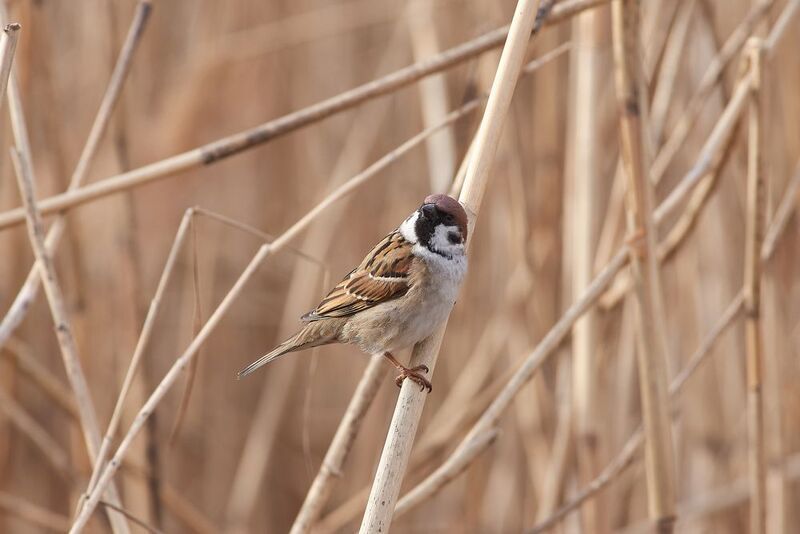 Passer montanus, Полевой Воробей Passer montanus фото превью