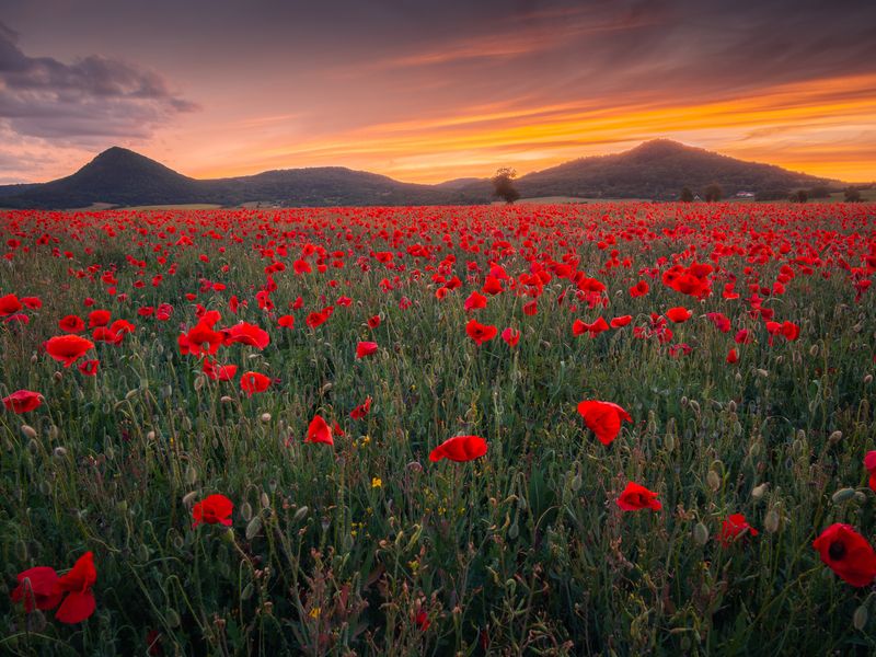 czech, czechia, landscape, nature, sunset, golden Poppy sunset фото превью