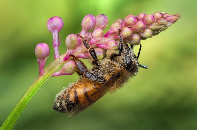 bee, honeybee, insect, macro, flower, dew Morning dew фото превью