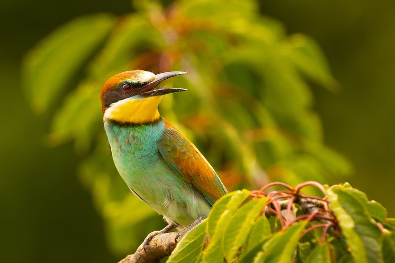 Bee-eater фото превью