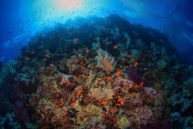 Рифы Красного моря / Red sea reefs фото превью