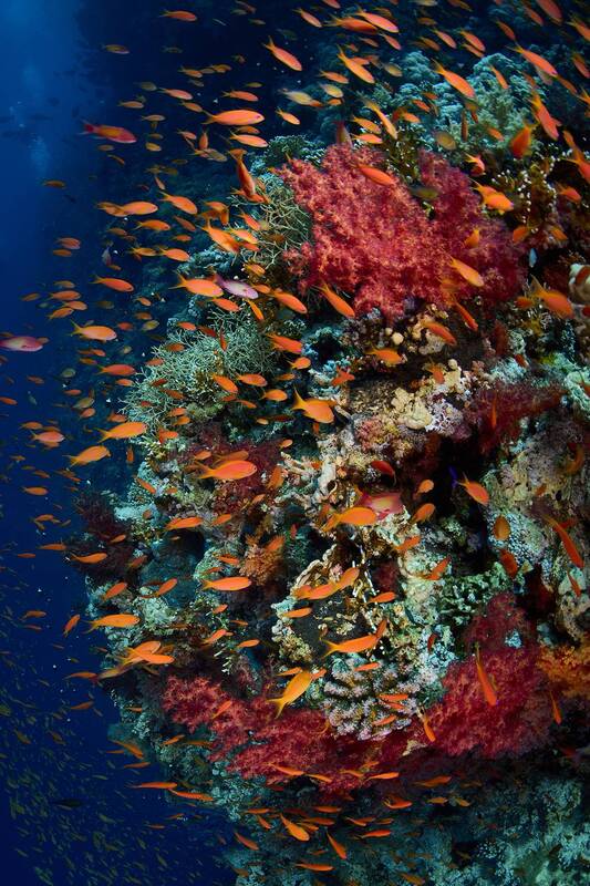 Рифы Красного моря / Red sea reefs фото превью