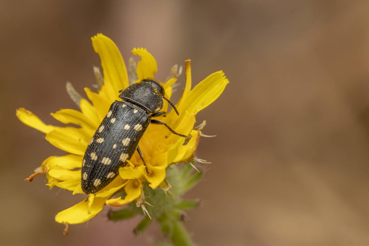insects, macro, nature, forest, grass, Nikolay Tatarchuk