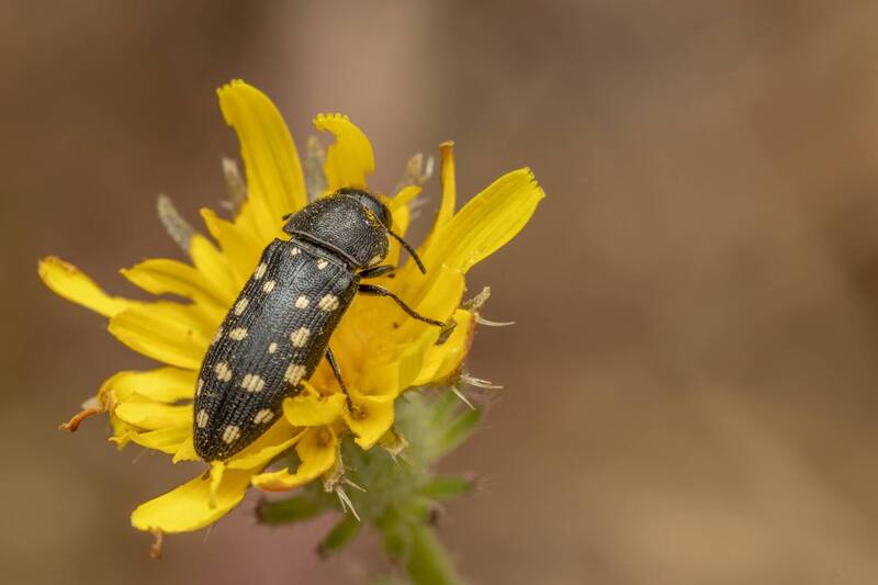 insects, macro, nature, forest, grass  фото превью