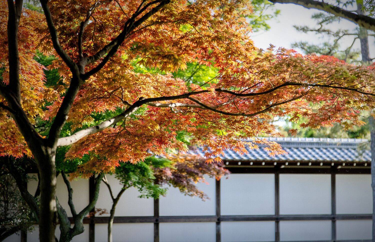 Japan, Kyoto, Liliya Tkachenko