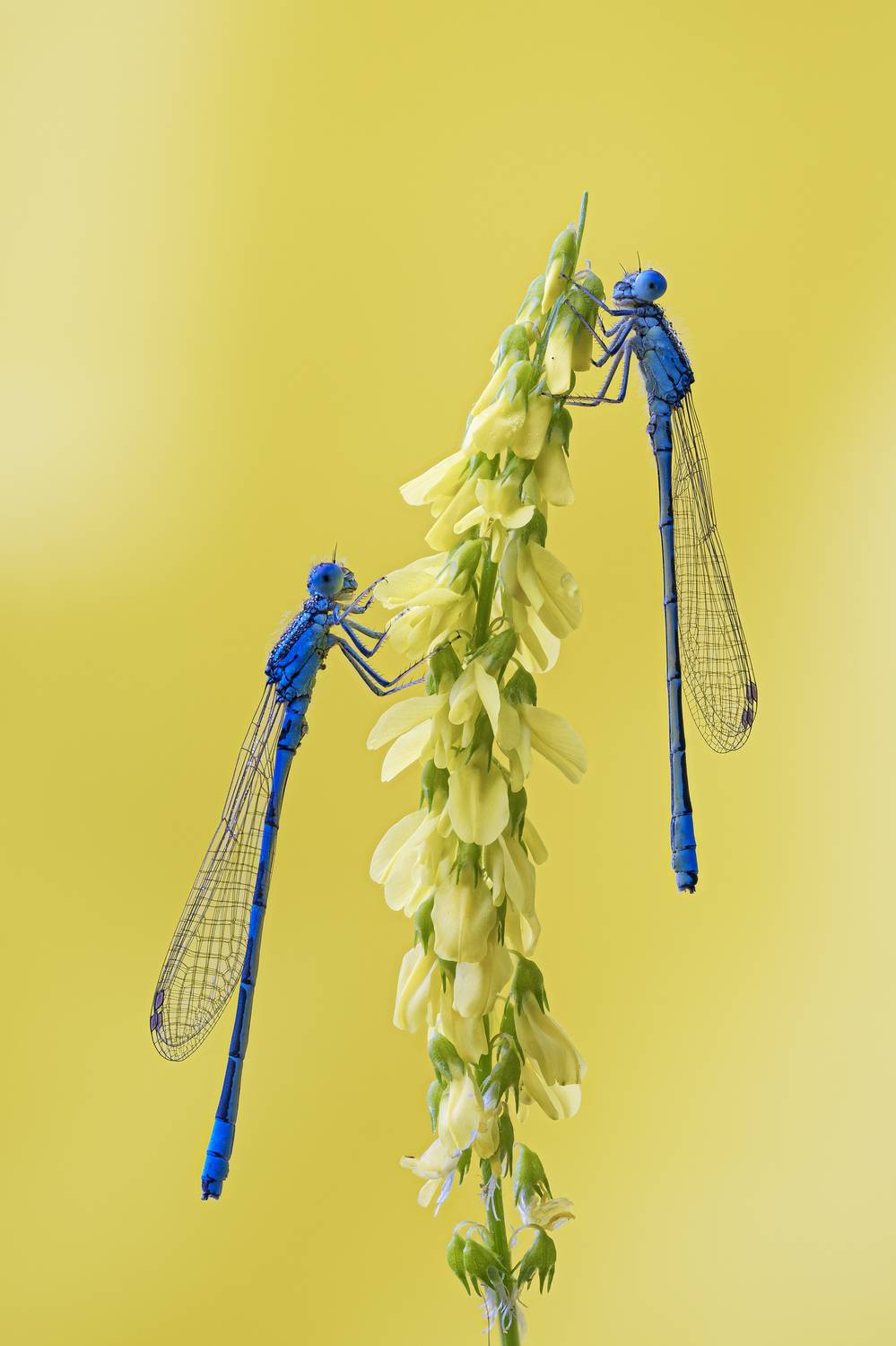 macrophotography, bugs, microworld, insects, Camilla Zocchi