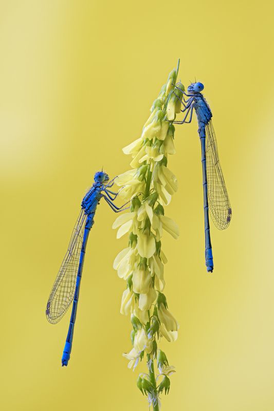 macrophotography, bugs, microworld, insects Shining фото превью