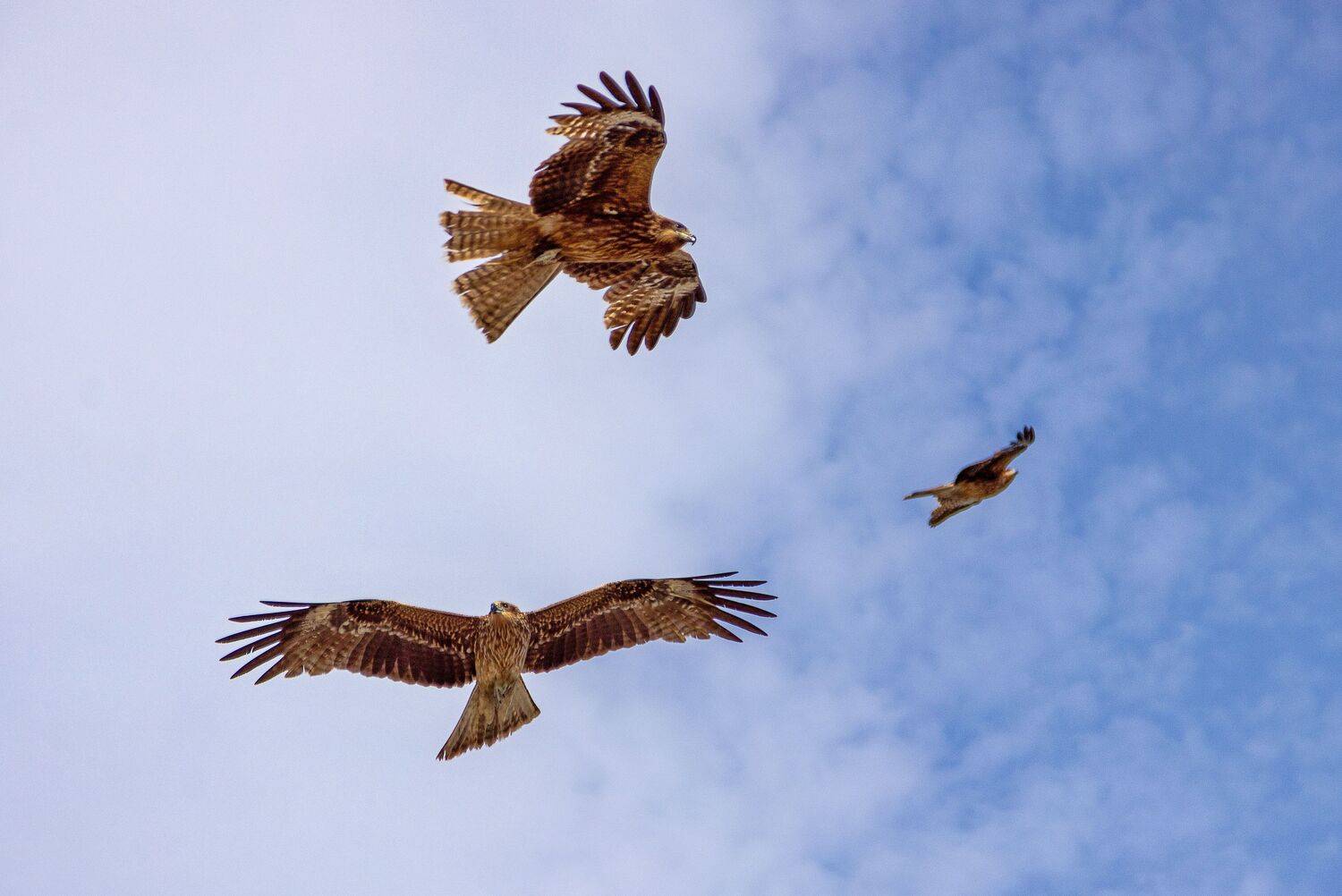 Hawk, Liliya Tkachenko