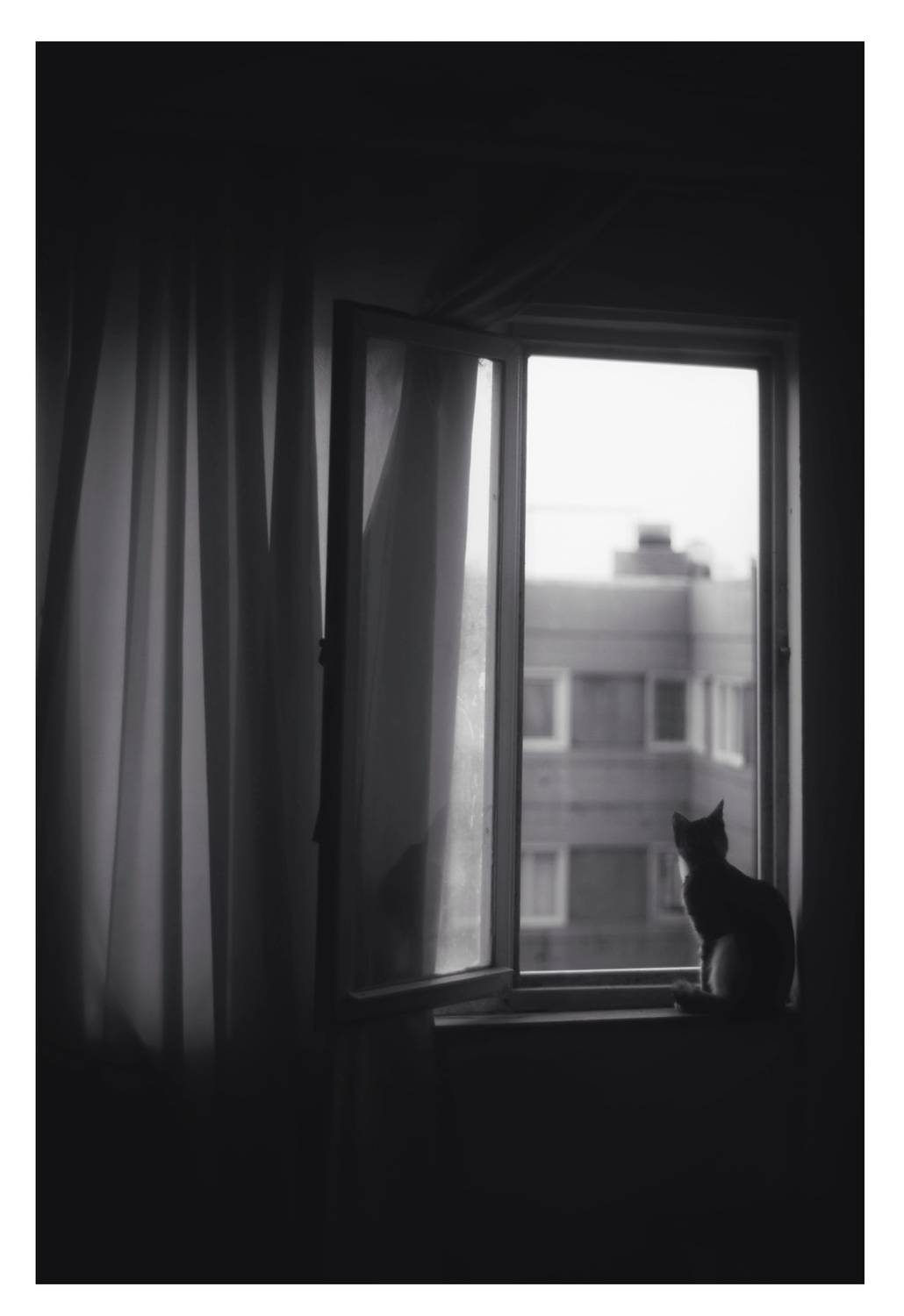 My cat. Автор: Seyed Homayoun Hosseini cat, Seyed Homayoun Hosseini