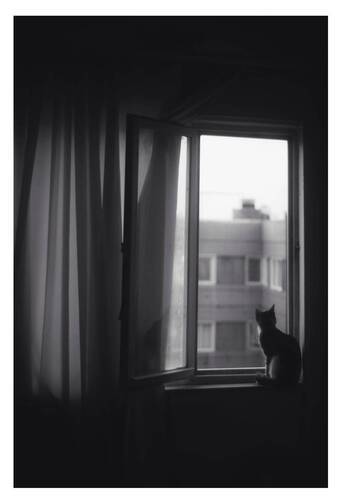 My cat