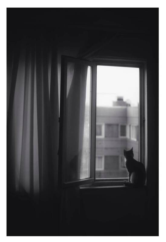cat My cat фото превью