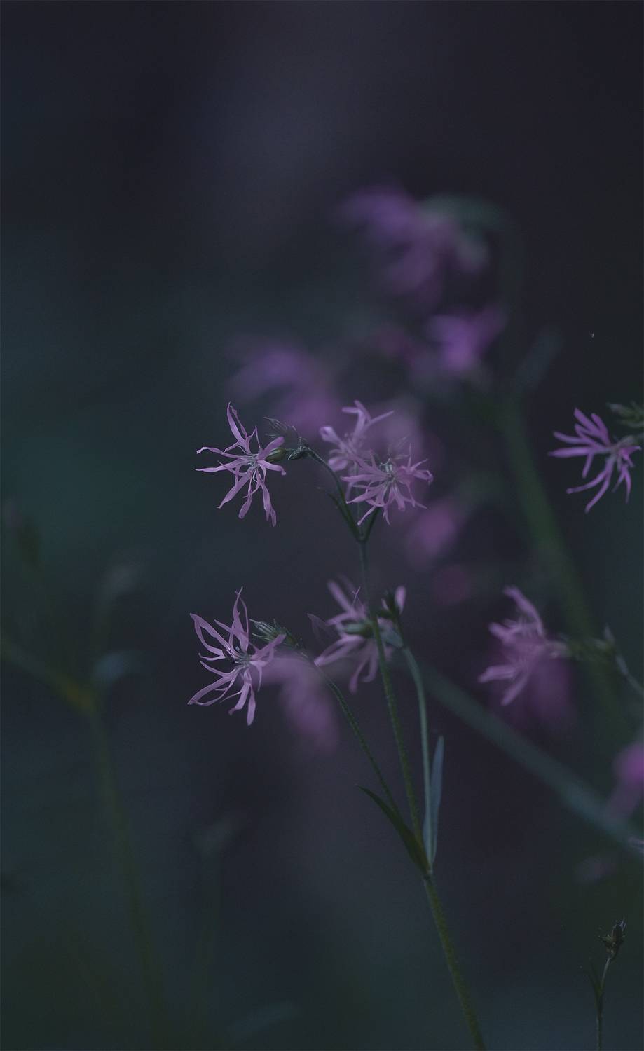 , D Nastasia