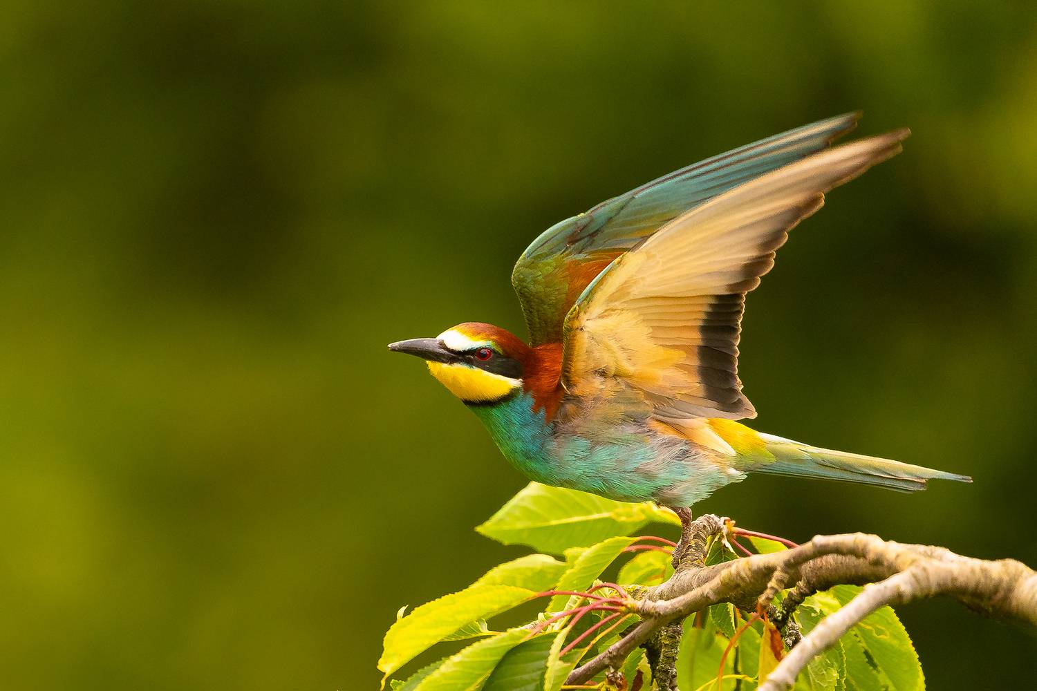 Bee-eater. Автор: Adamec Robert , Adamec Robert
