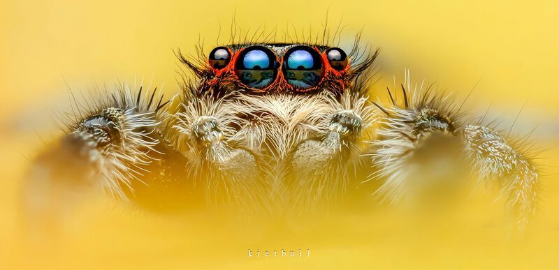 Look into my eyes.. фото превью