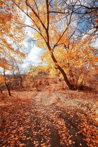 Autumn
