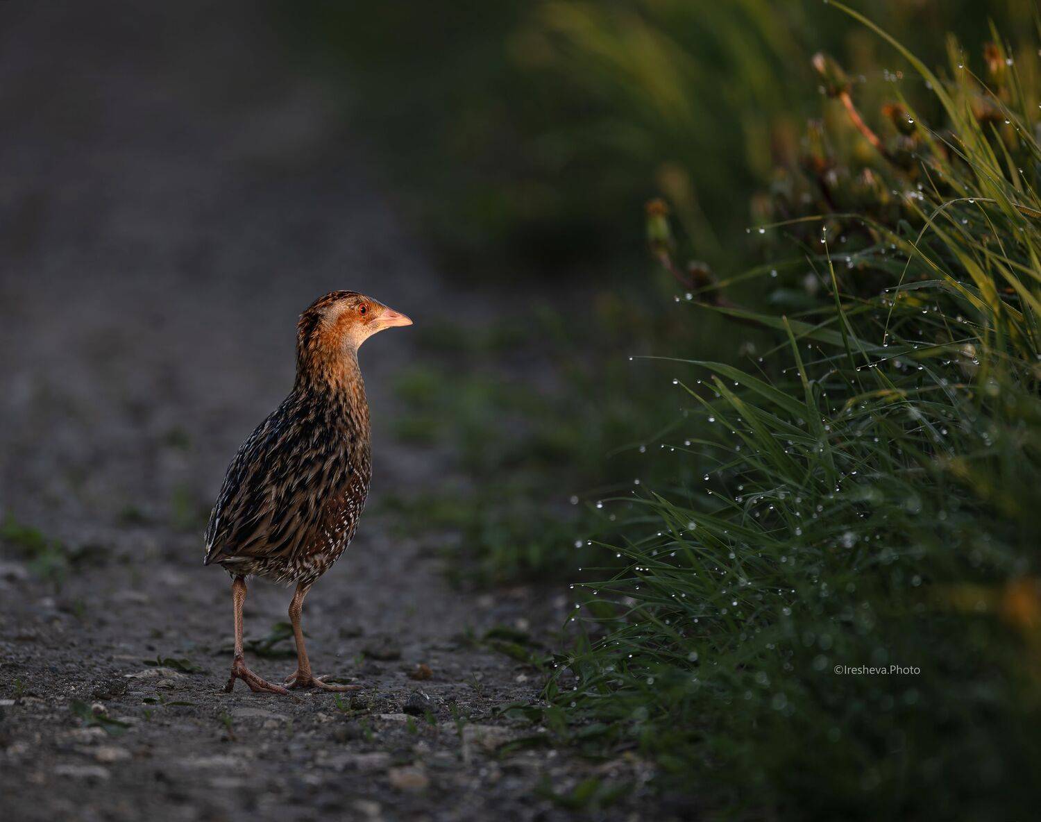 Коростель, Bird, Crex crex, Ирешева Мария