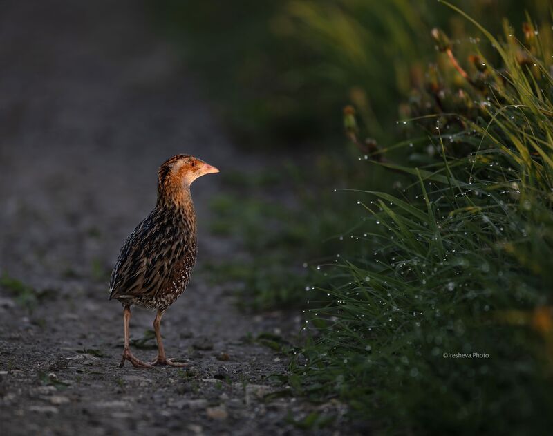 Коростель, Bird, Crex crex Встреча на рассвете фото превью
