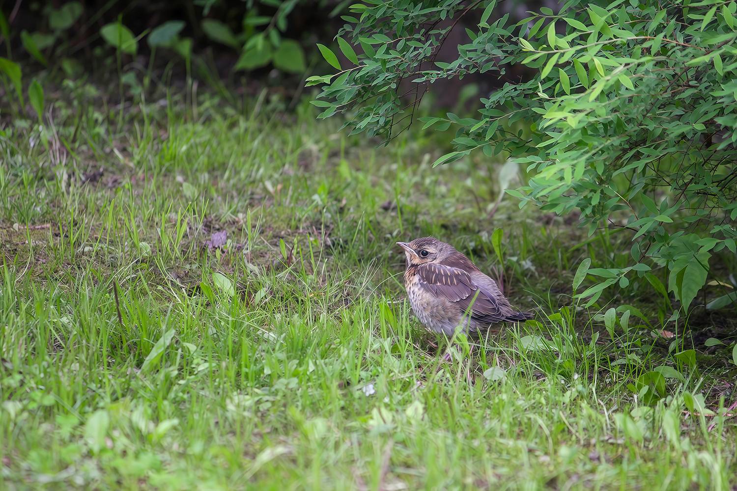 дрозд, дрозд рябинник, turdus pilaris, КарОл