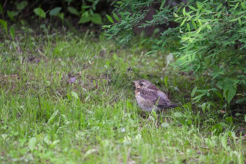 дрозд, дрозд рябинник, turdus pilaris Под кусток и молчок фото превью