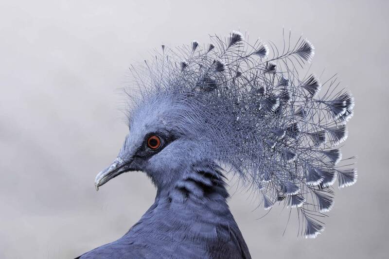 Victoria crowned pigeon фото превью