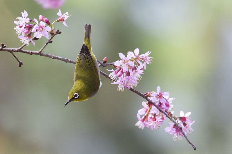 Warbling White Eye фото превью