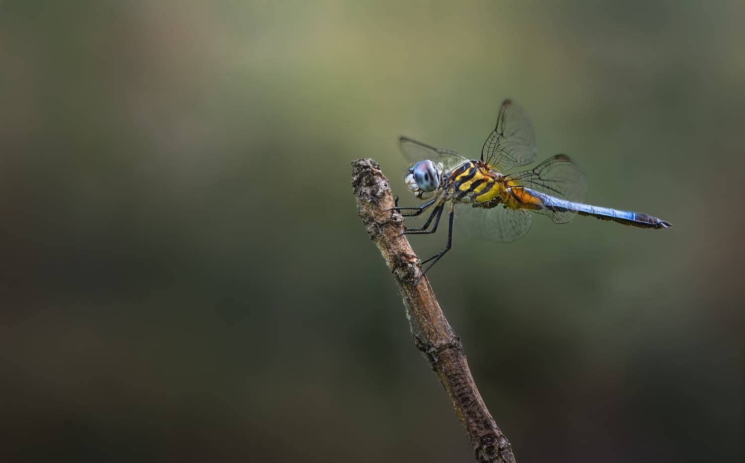 insect, dragonfly, morning, dawn, Atul Saluja
